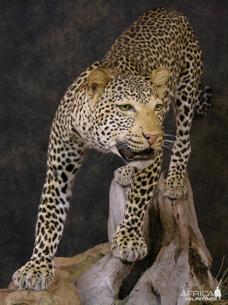 Taxidermy Leopard Mount by The Artistry of Wildlife