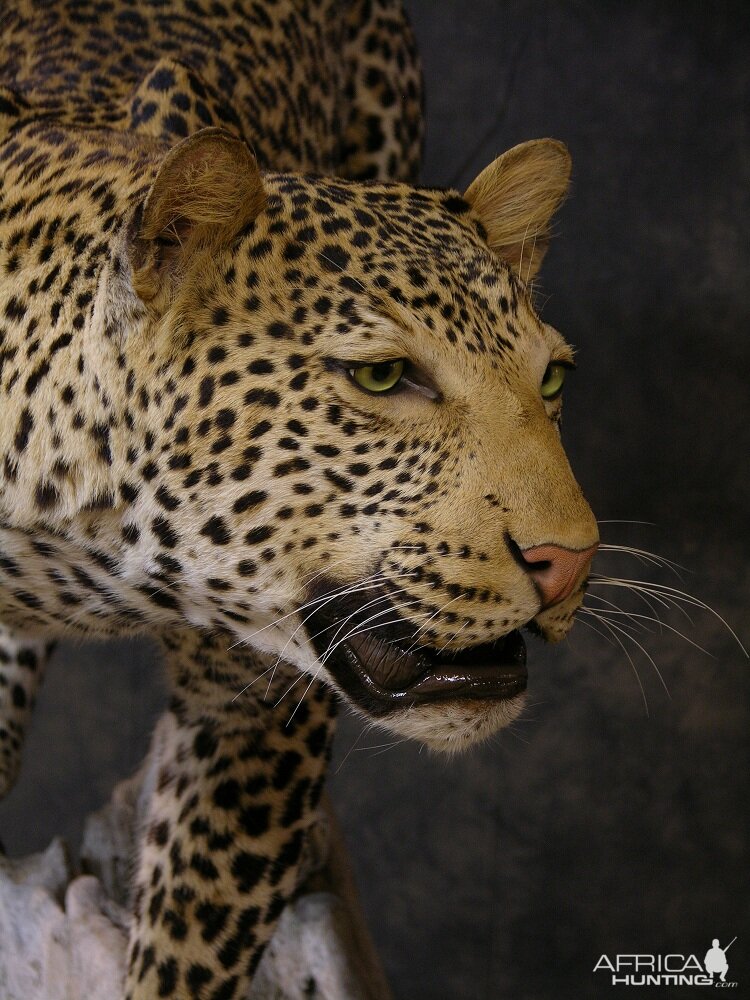 Taxidermy Leopard Mount by The Artistry of Wildlife