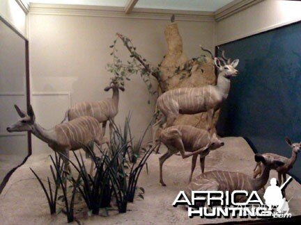 Taxidermy Lesser Kudu