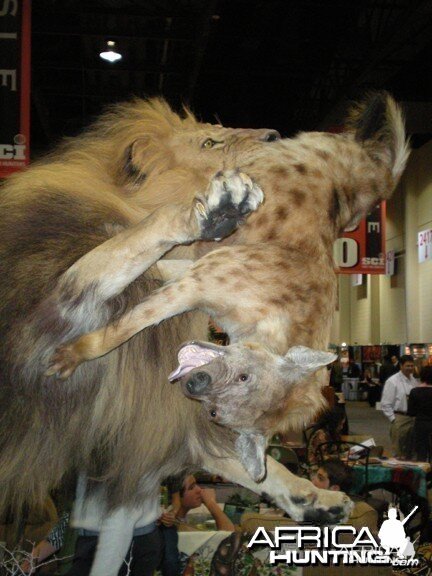 Taxidermy Lion & Hyena