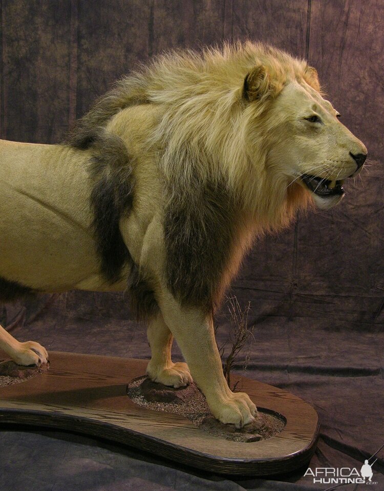 Taxidermy Lion Mount