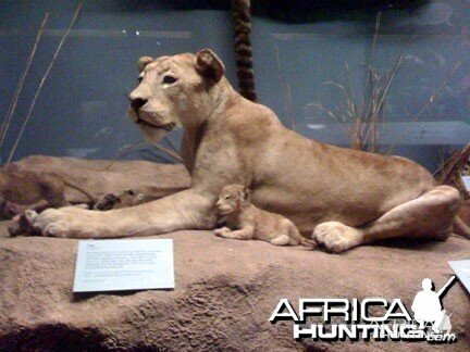 Taxidermy Lioness