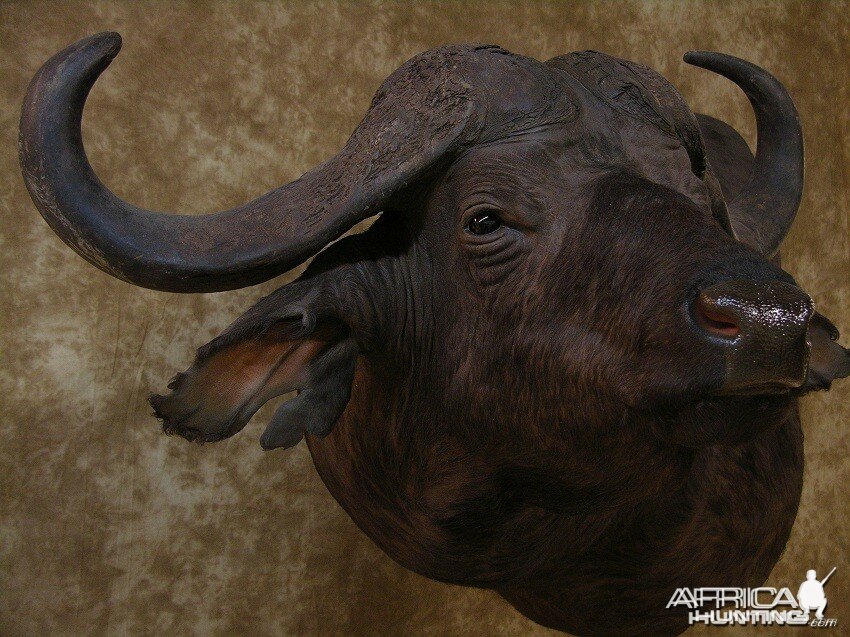 Taxidermy Nice Cape Buffalo