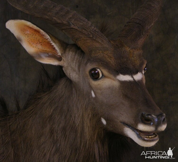 Taxidermy Nyala Shoulder Mount