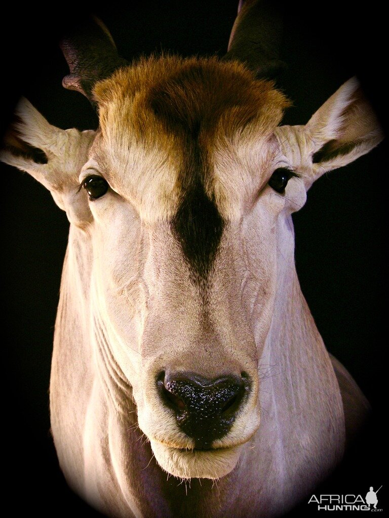 Taxidermy Pedestal Eland