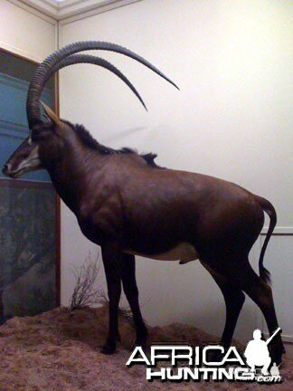 Taxidermy Sable Antelope