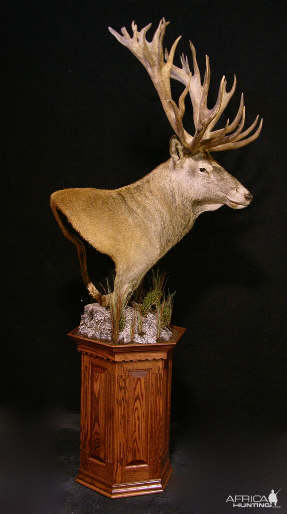 Taxidermy Shoulder Mount New Zealand Stag