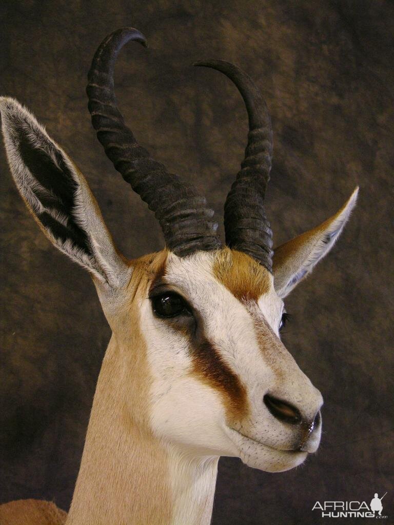 Taxidermy Springbok