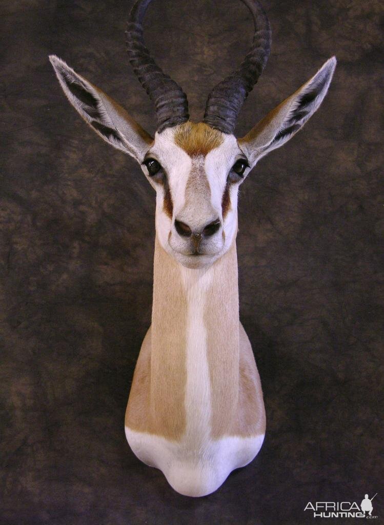 Taxidermy Springbok