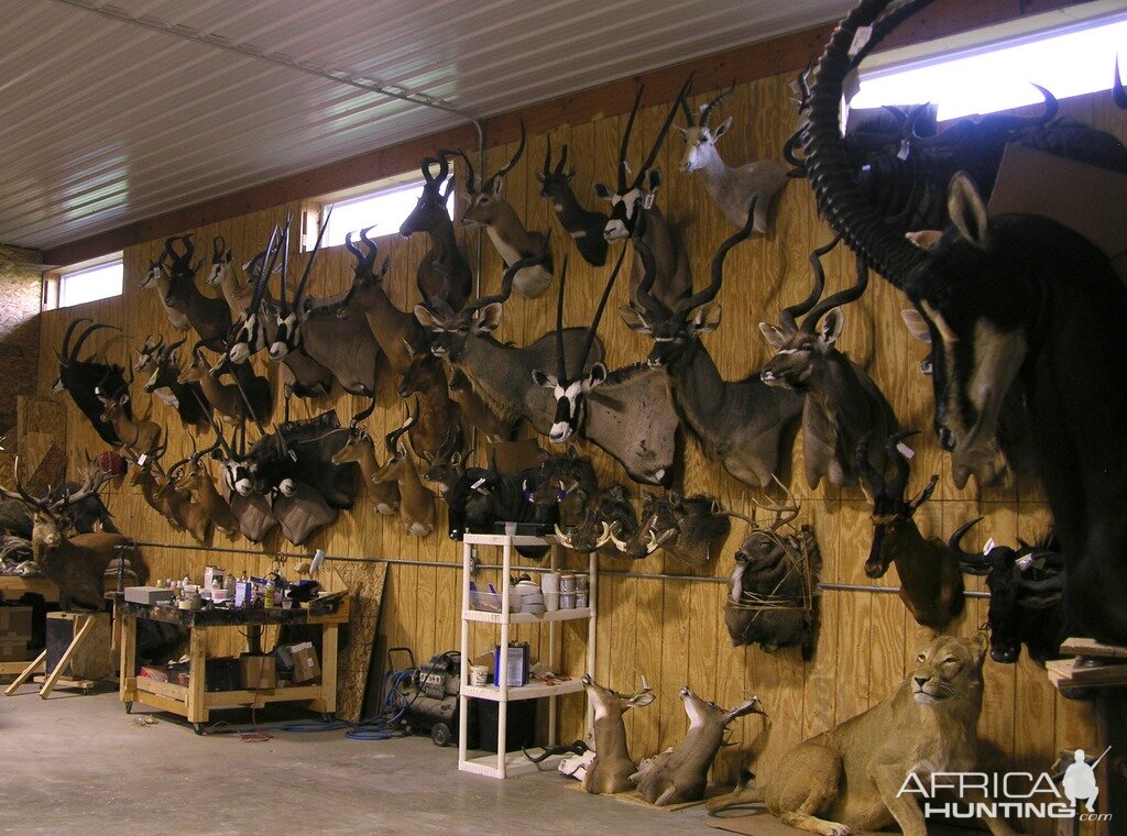 Taxidermy Trophies