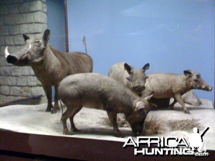 Taxidermy Warthog