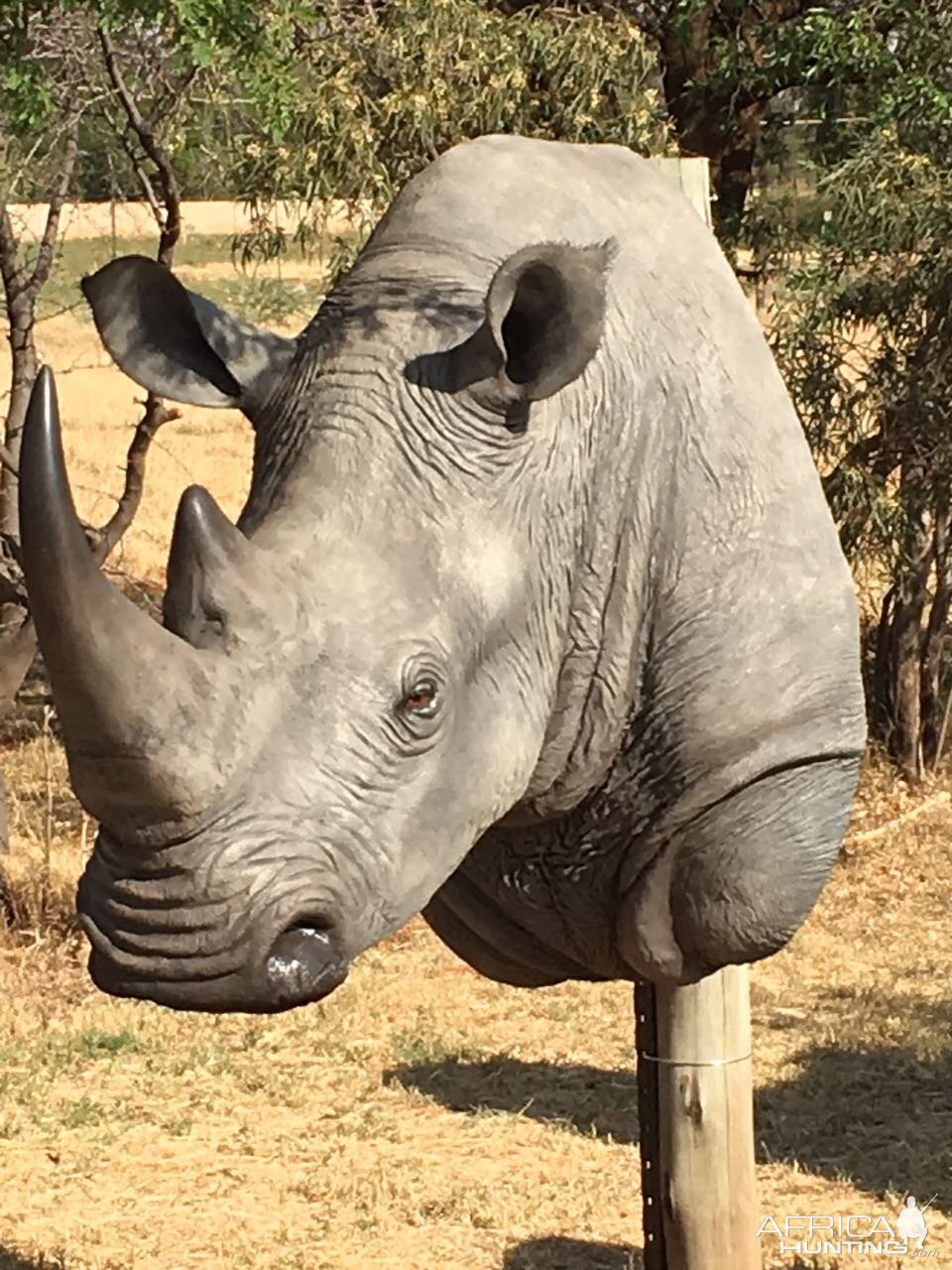 Taxidermy White Rhino Shoulder Mount