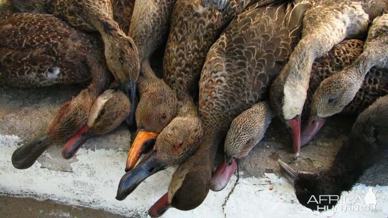 Teals, Shovellers, Ducks, Western Cape South Africa