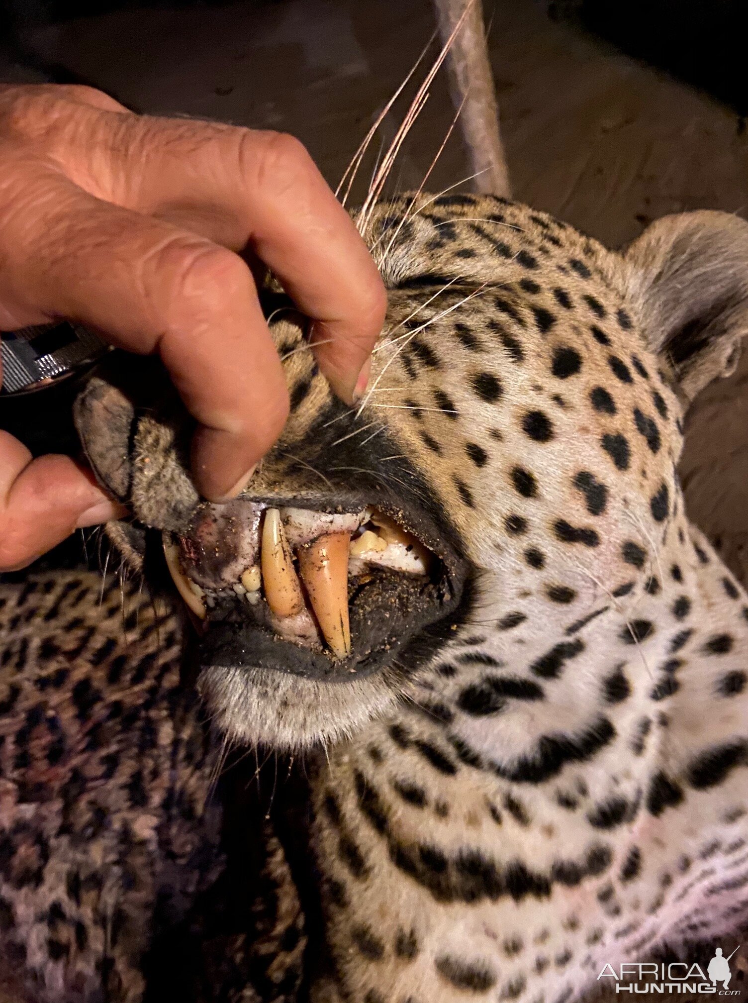 Teeth of a leopard