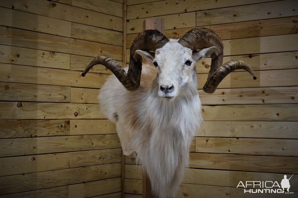 Texas Dall Sheep Shoulder Mount Taxidermy