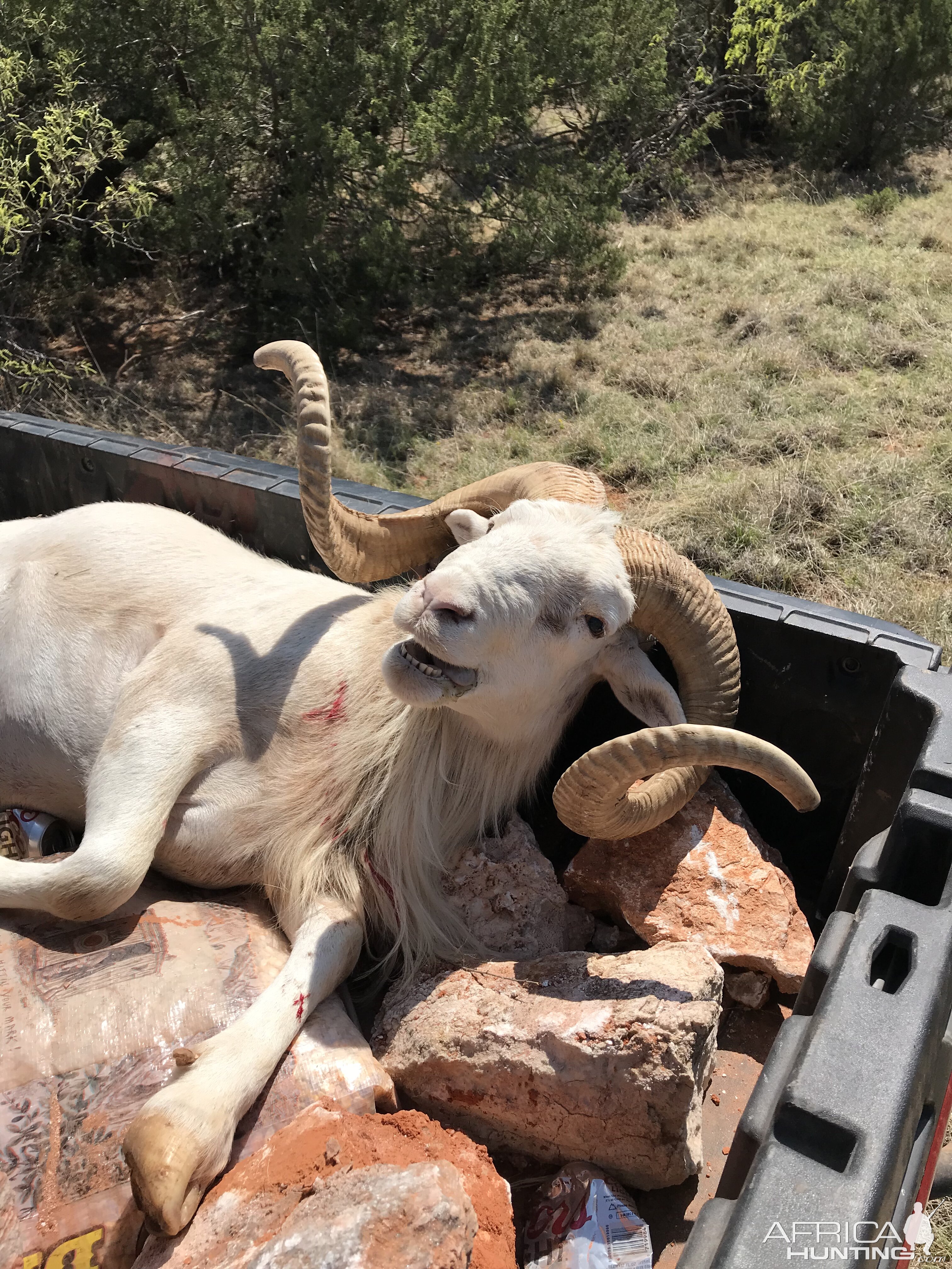 Texas Hunt Dall Sheep