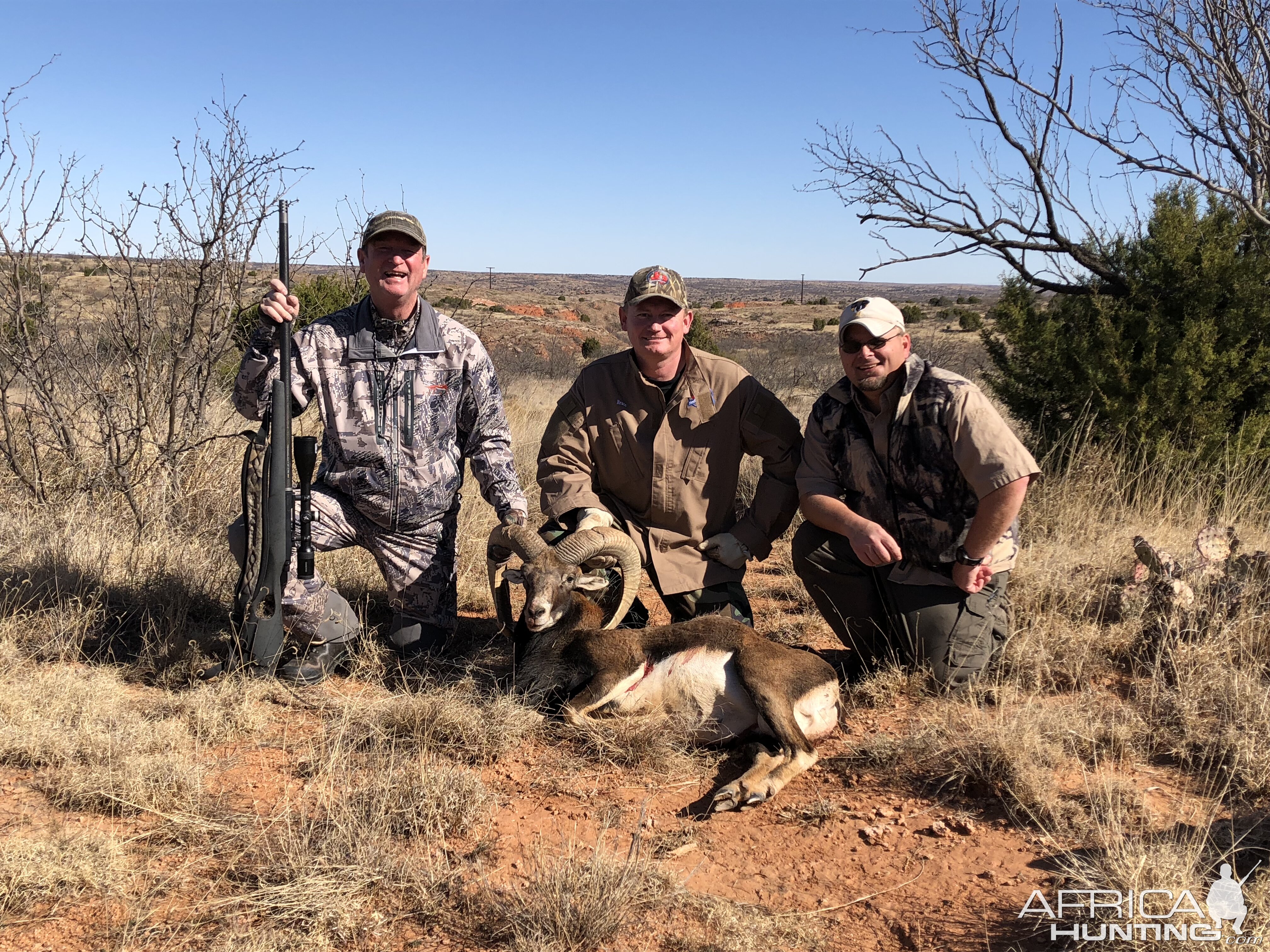 Texas Hunt Mouflon