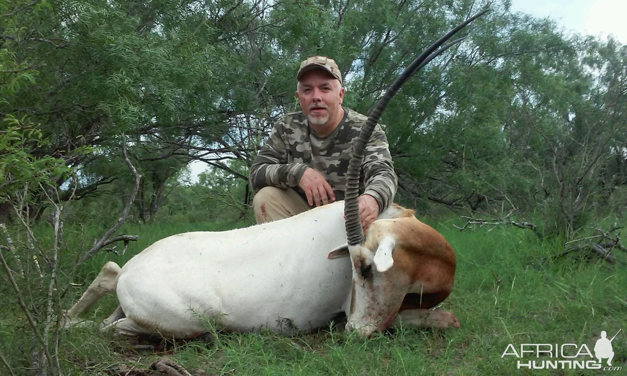 Texas Hunt Scimitar Oryx