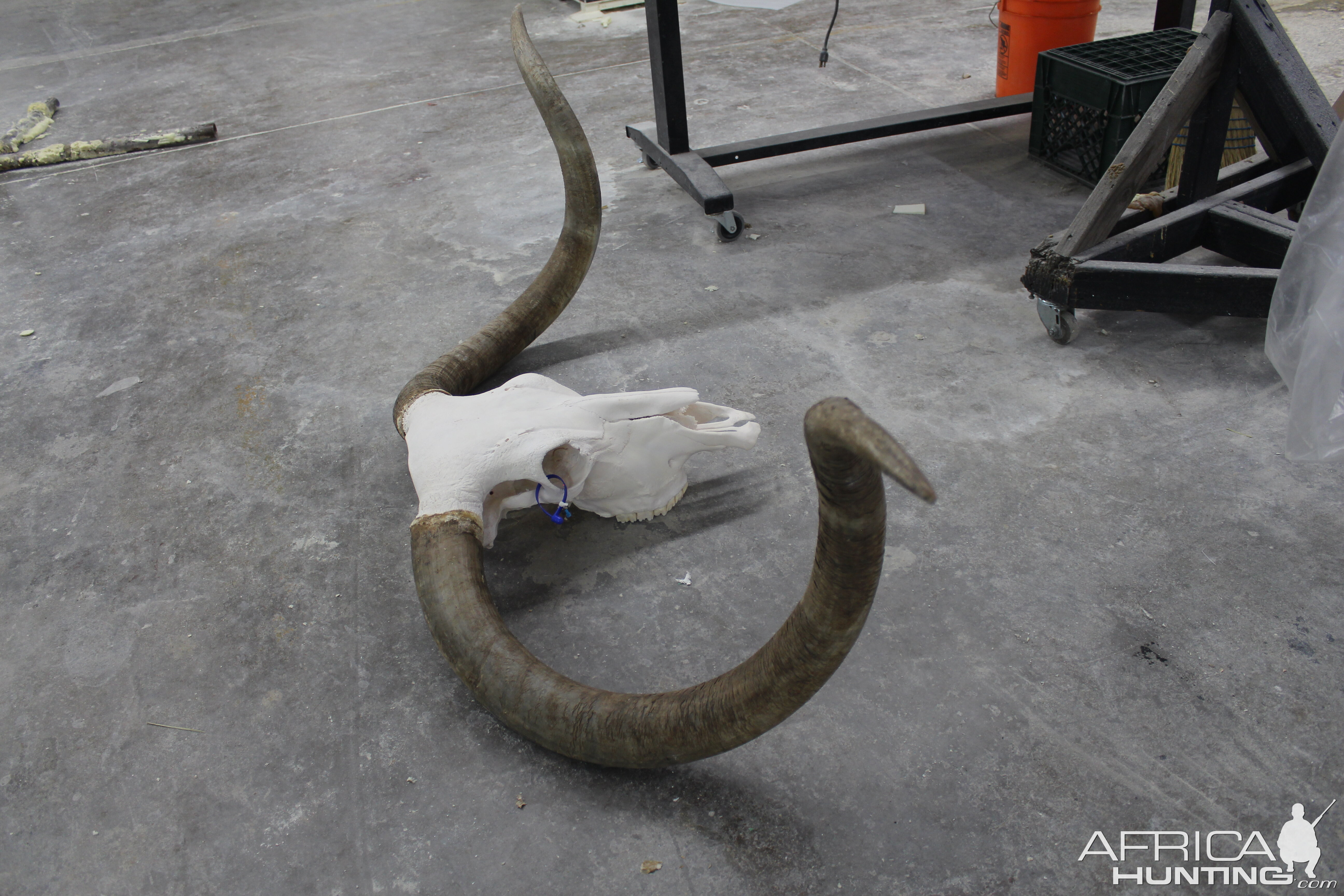 Texas Longhorn Taxidermy Build