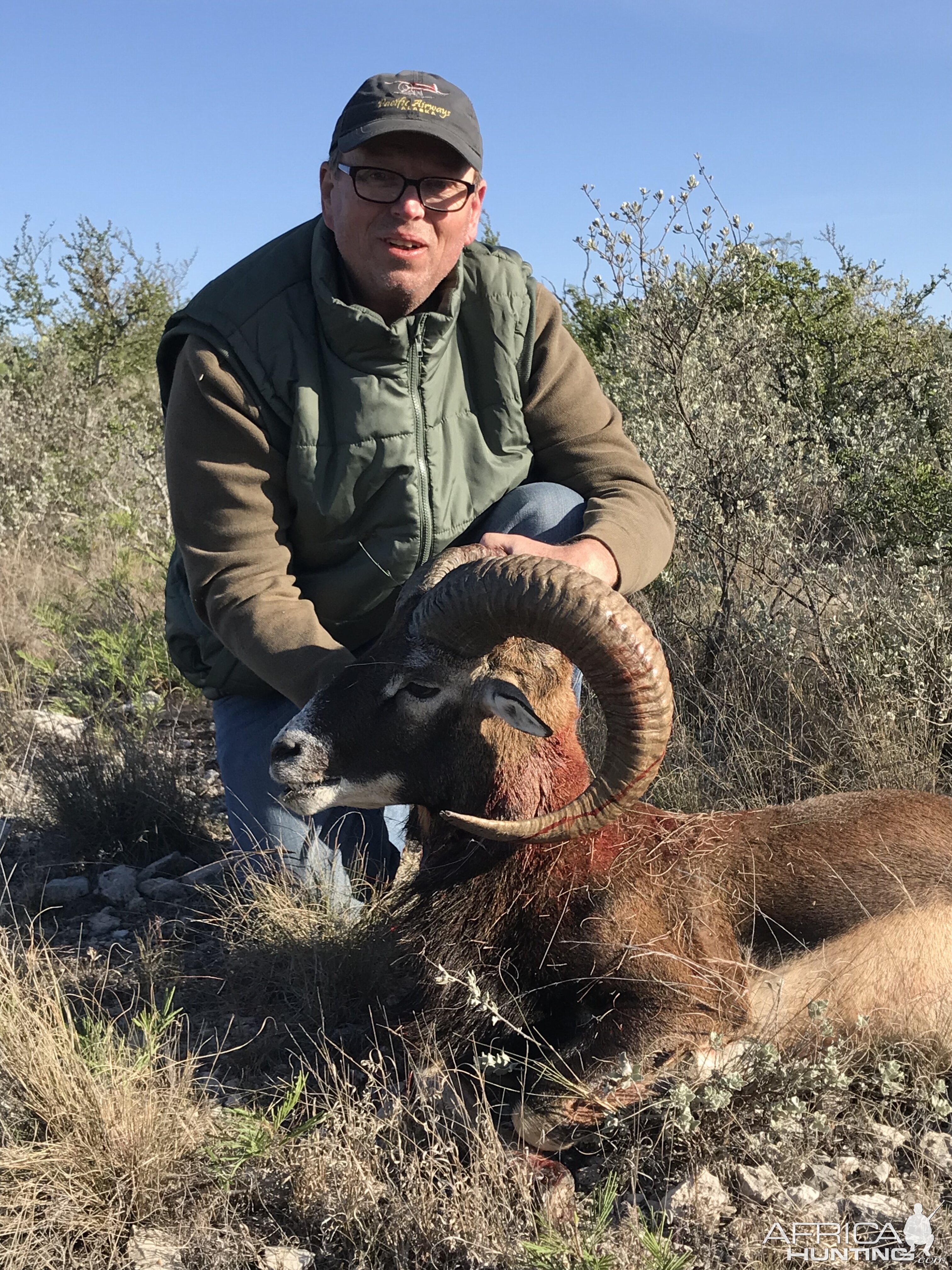 Texas Mouflon