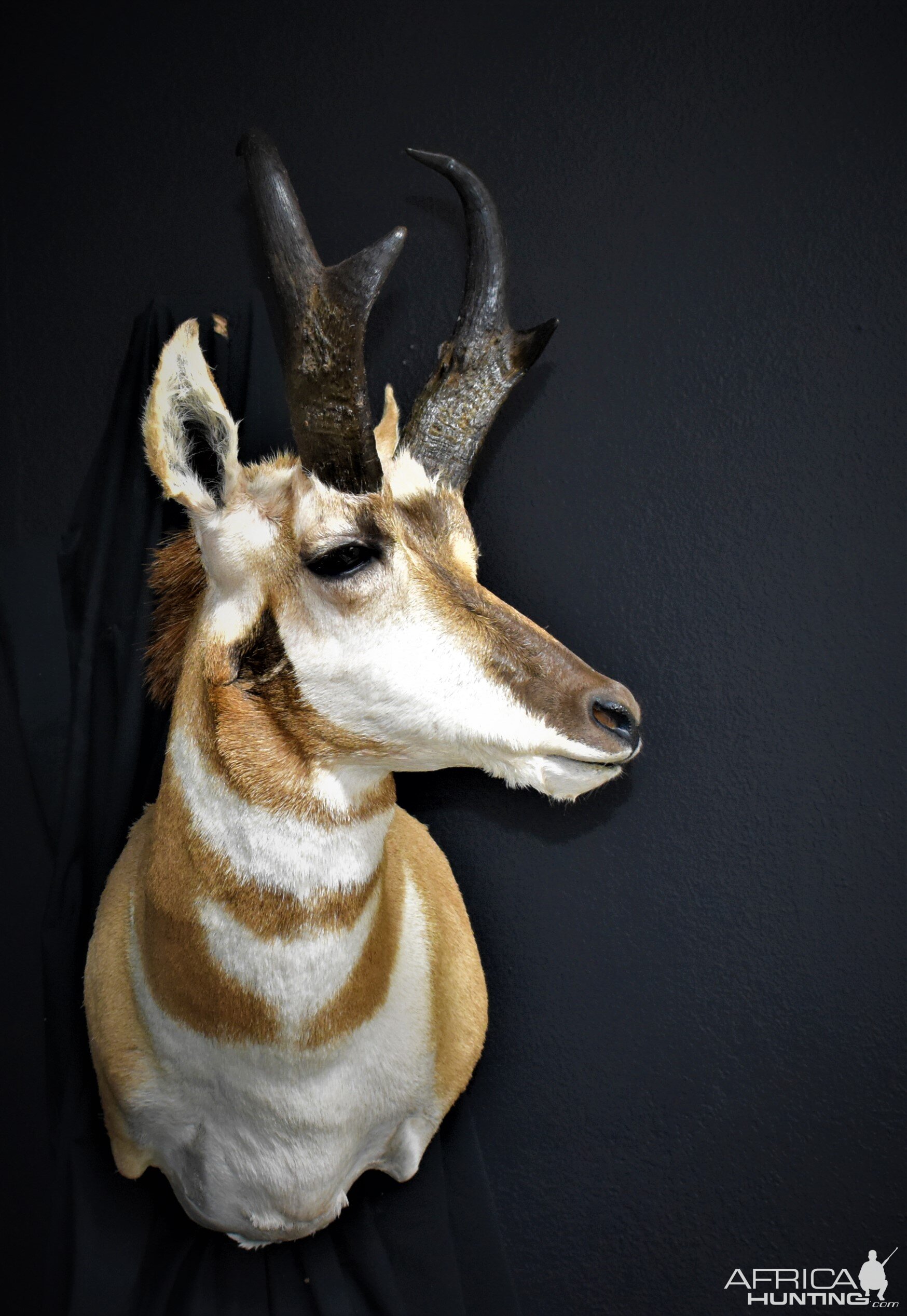 Texas Panhandle Pronghorn Shoulder Mount Taxidermy