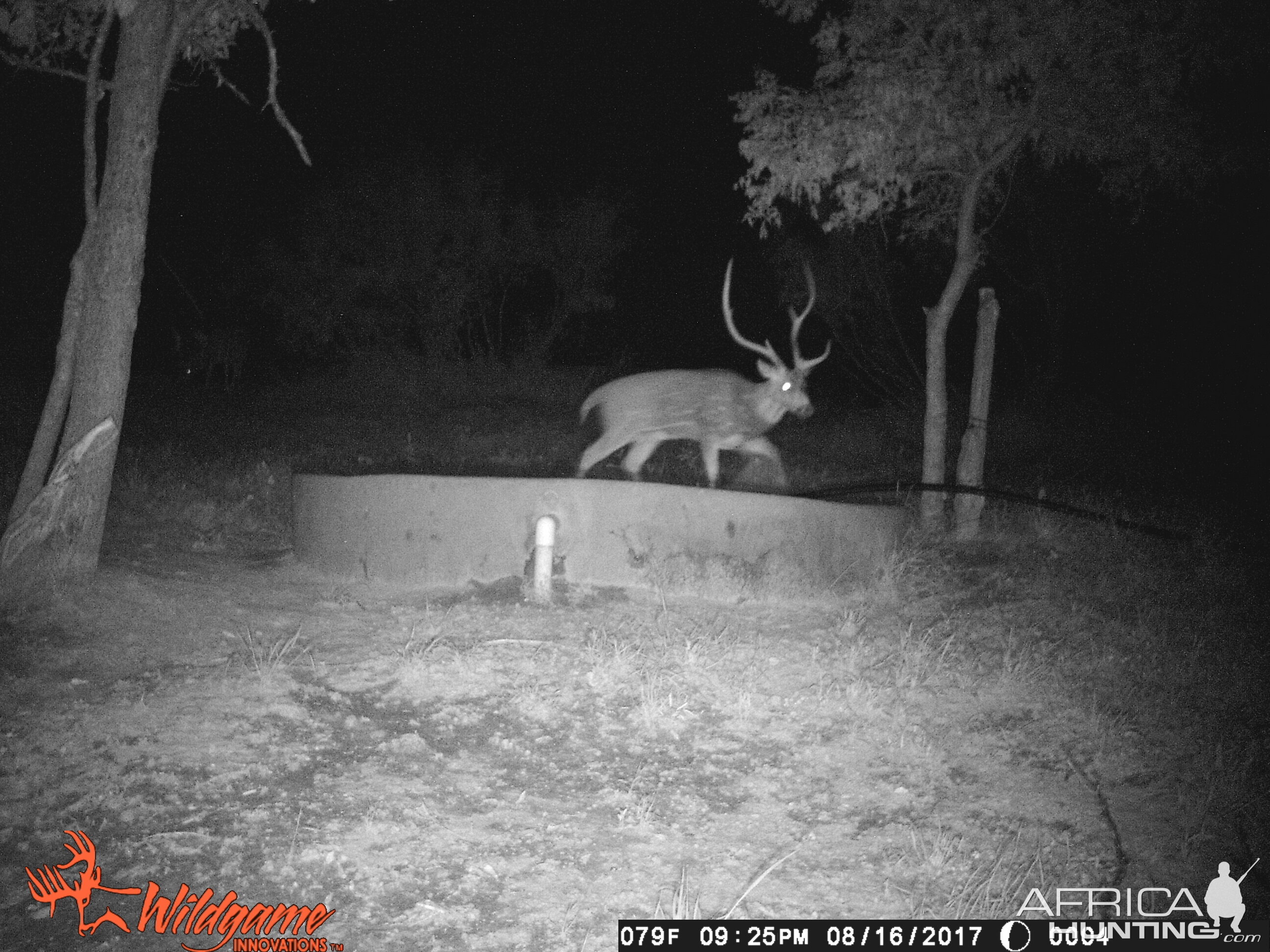 Texas Trail Cam Pictures Axis Deer