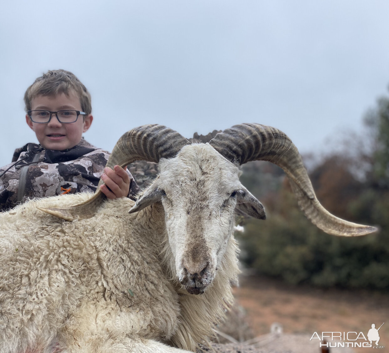 Texas USA Hunt Dall Sheep
