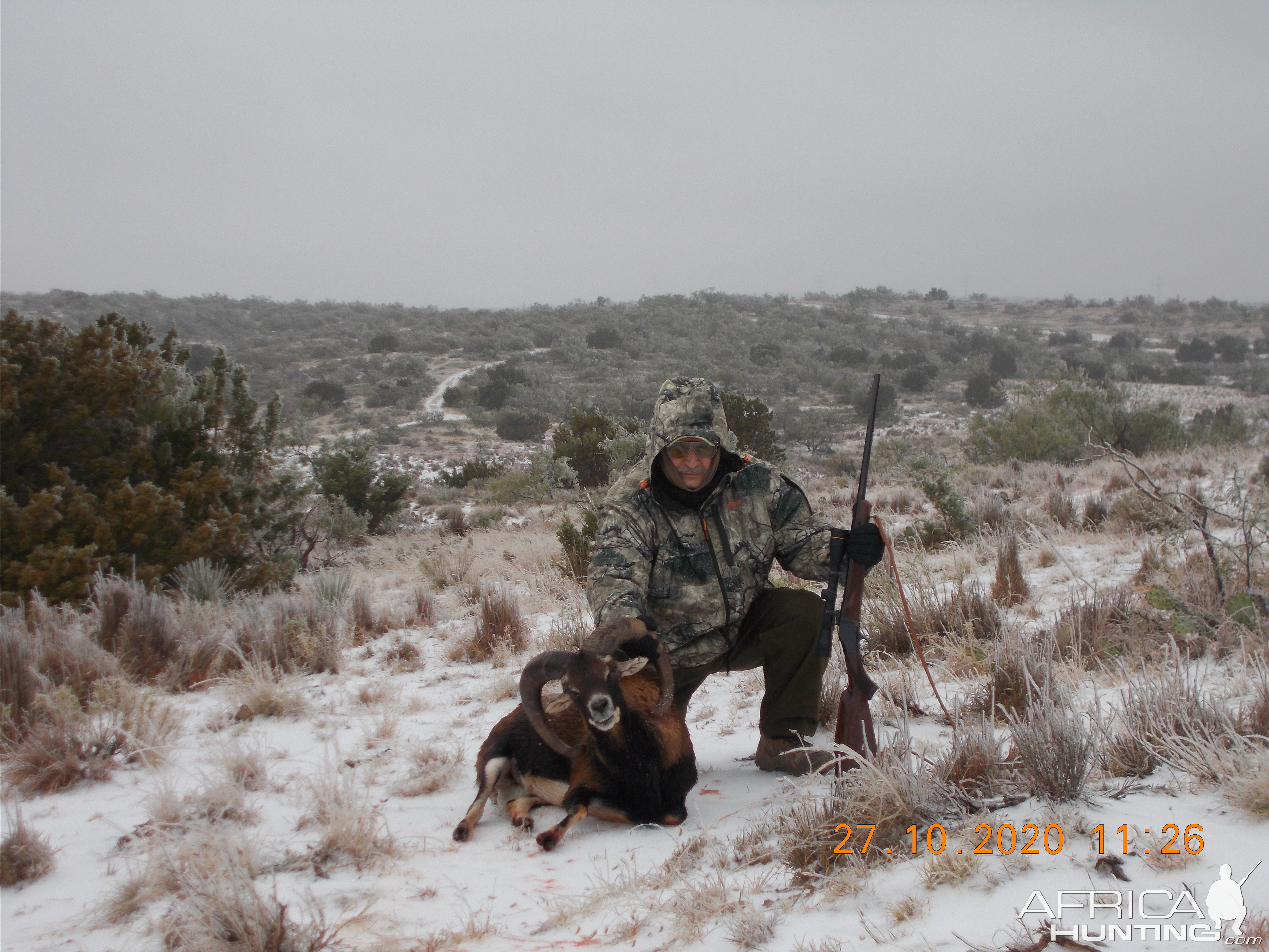 Texas USA Hunt Mouflon