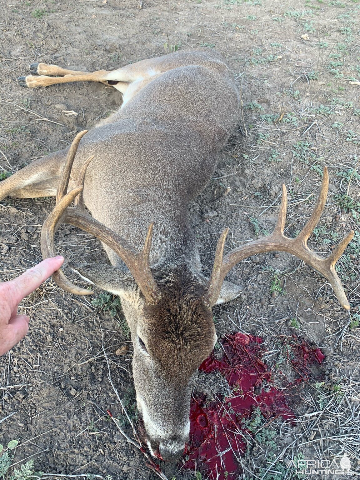 Texas USA Hunt White-tailed Deer