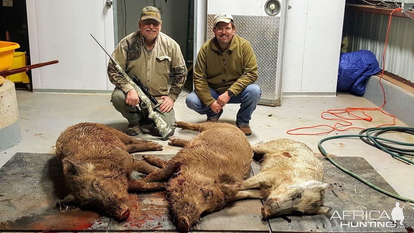 Texas USA Hunting Boar