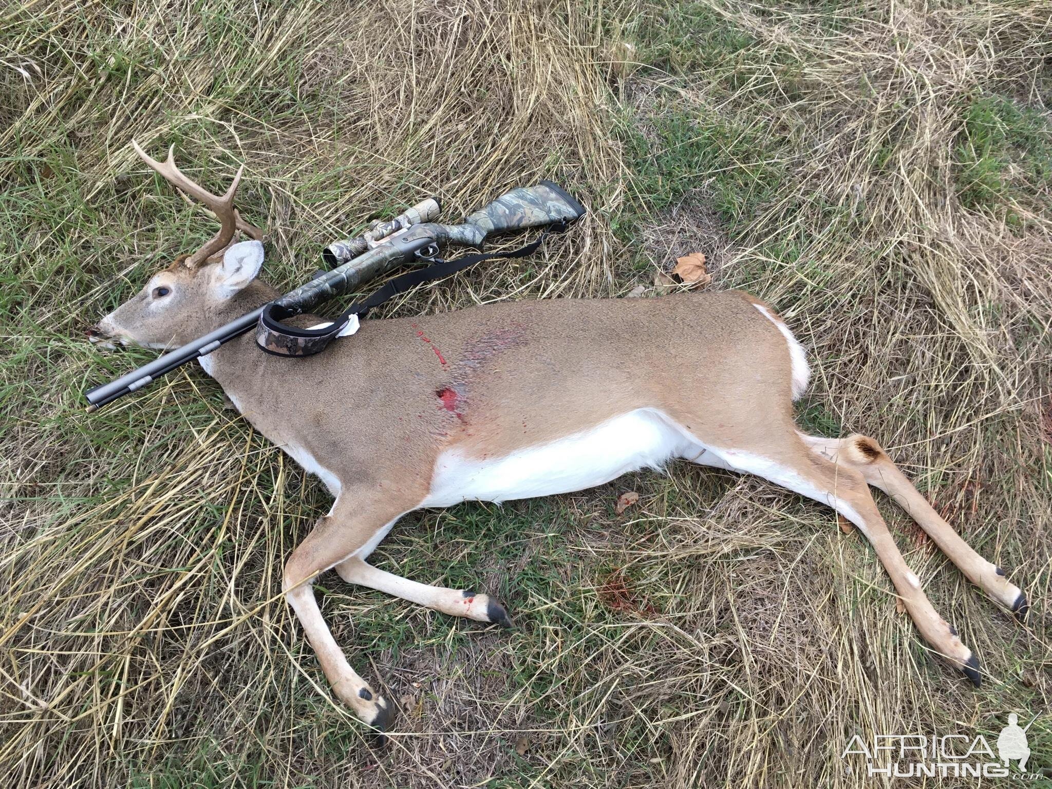 Texas USA Hunting White-tailed deer