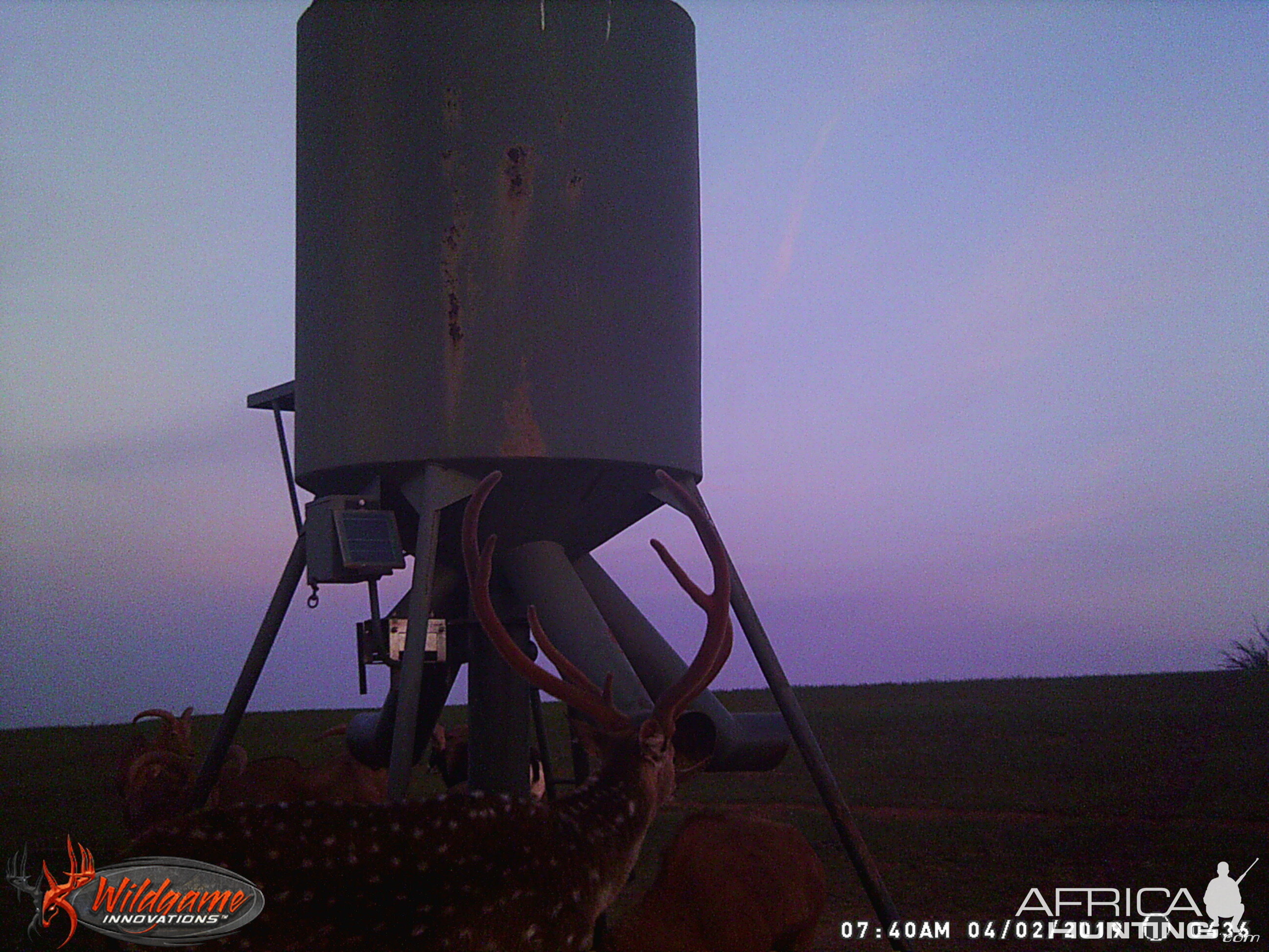 Texas USA Trail Cam Pictures Axis Deer