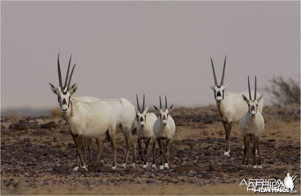 The Arabian Oryx â€“ Oryx leucoryx