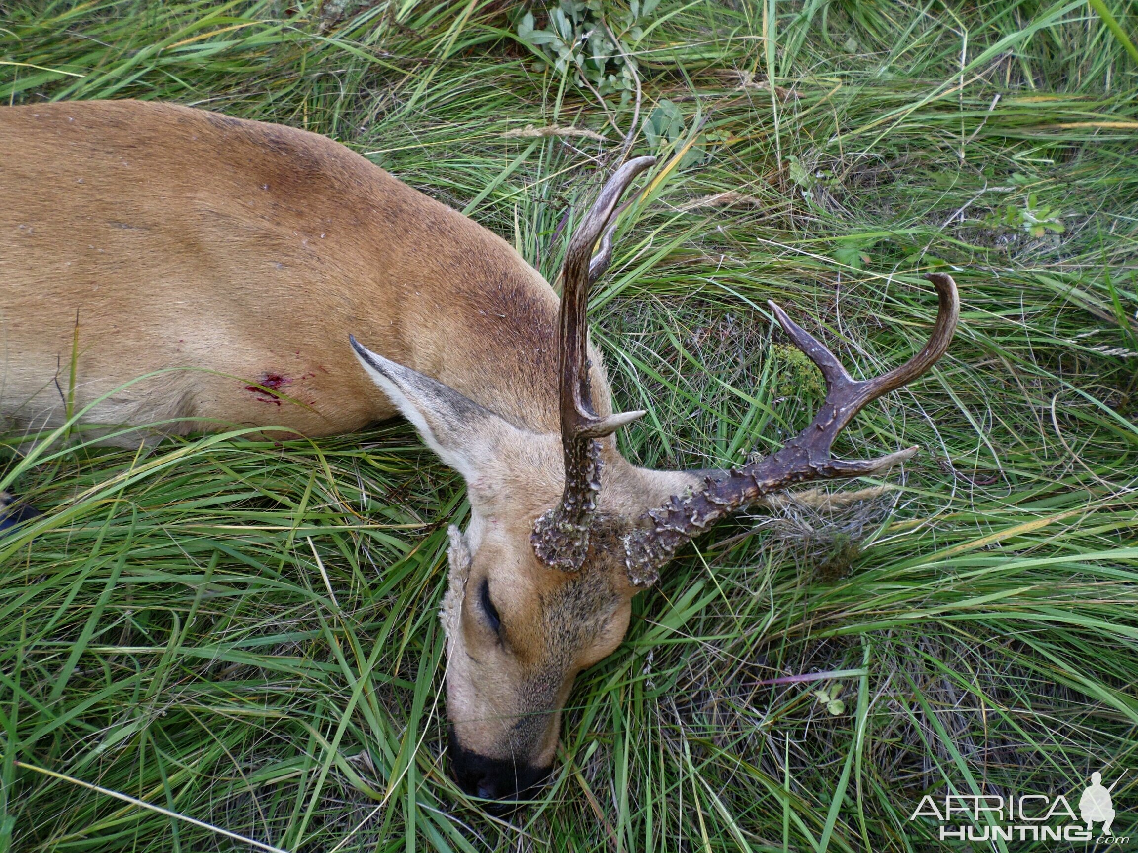 The Big Siberian Roe Deer of my Father