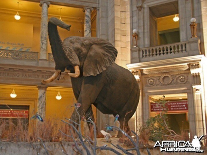 The Biggest Elephant Ever Killed By Man | AfricaHunting.com