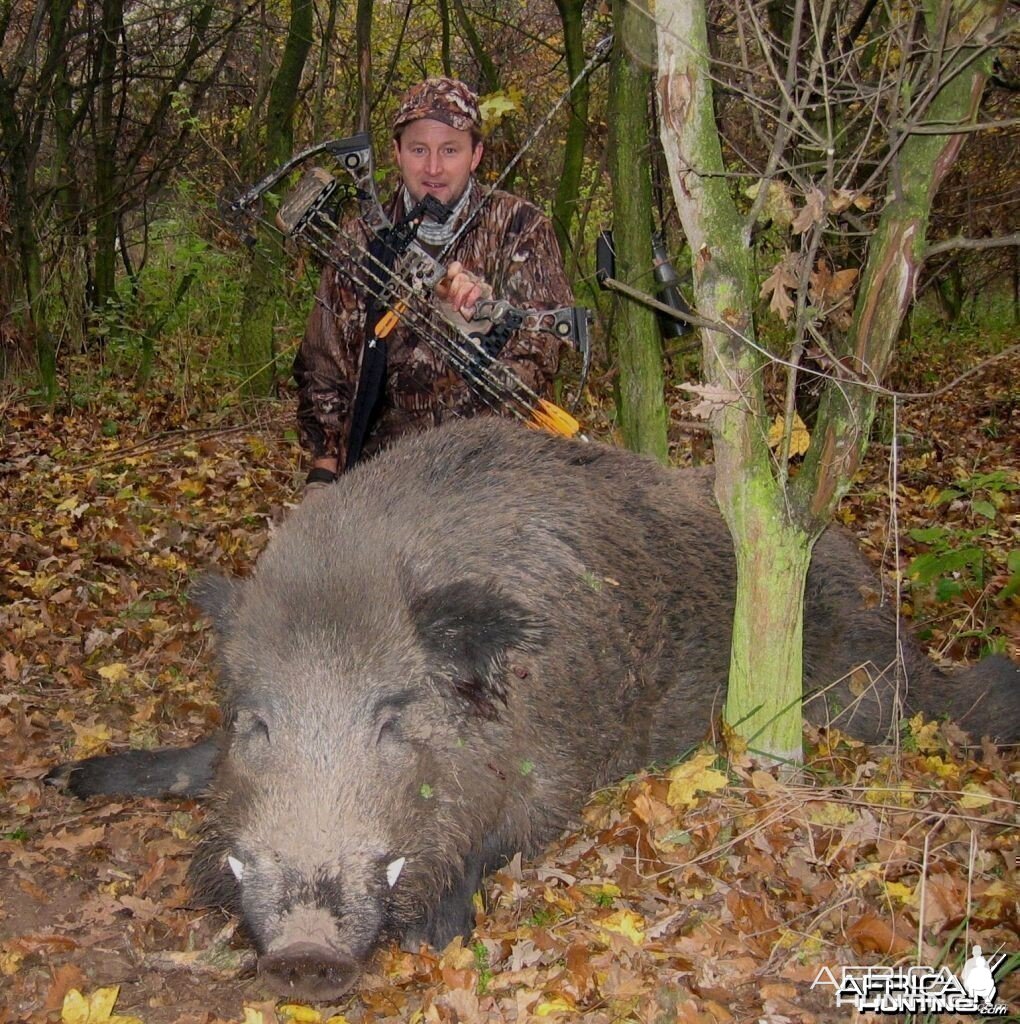 The biggest wild boar I ever shot