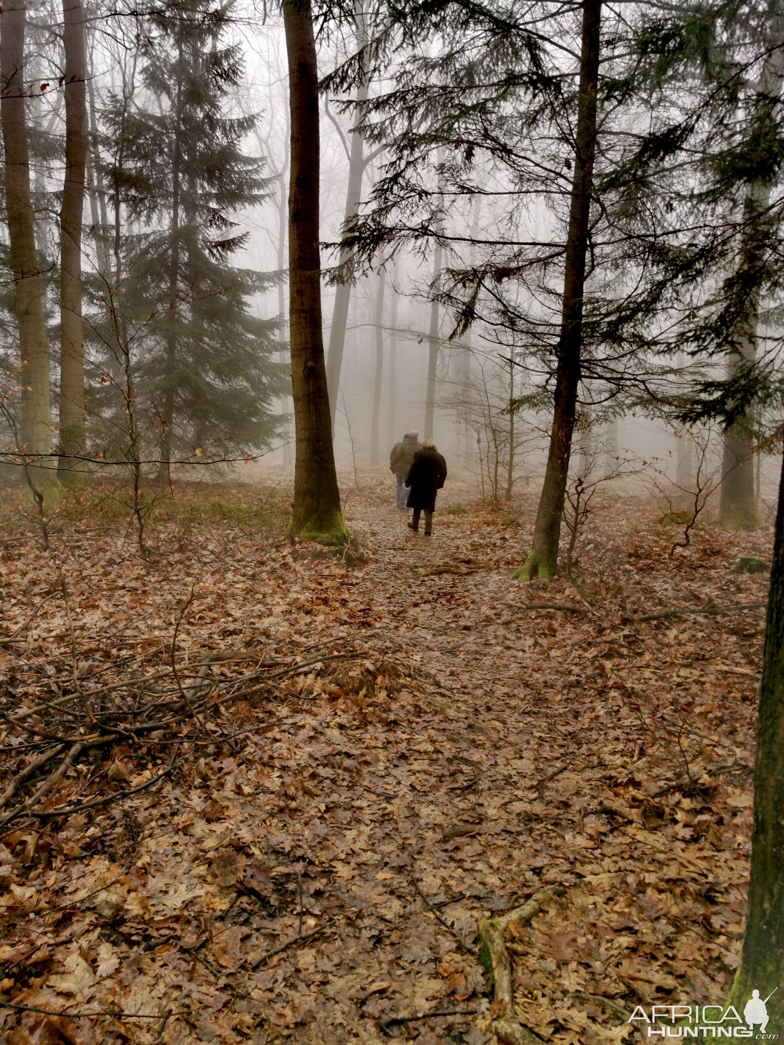 The forests in Germany are breathtaking