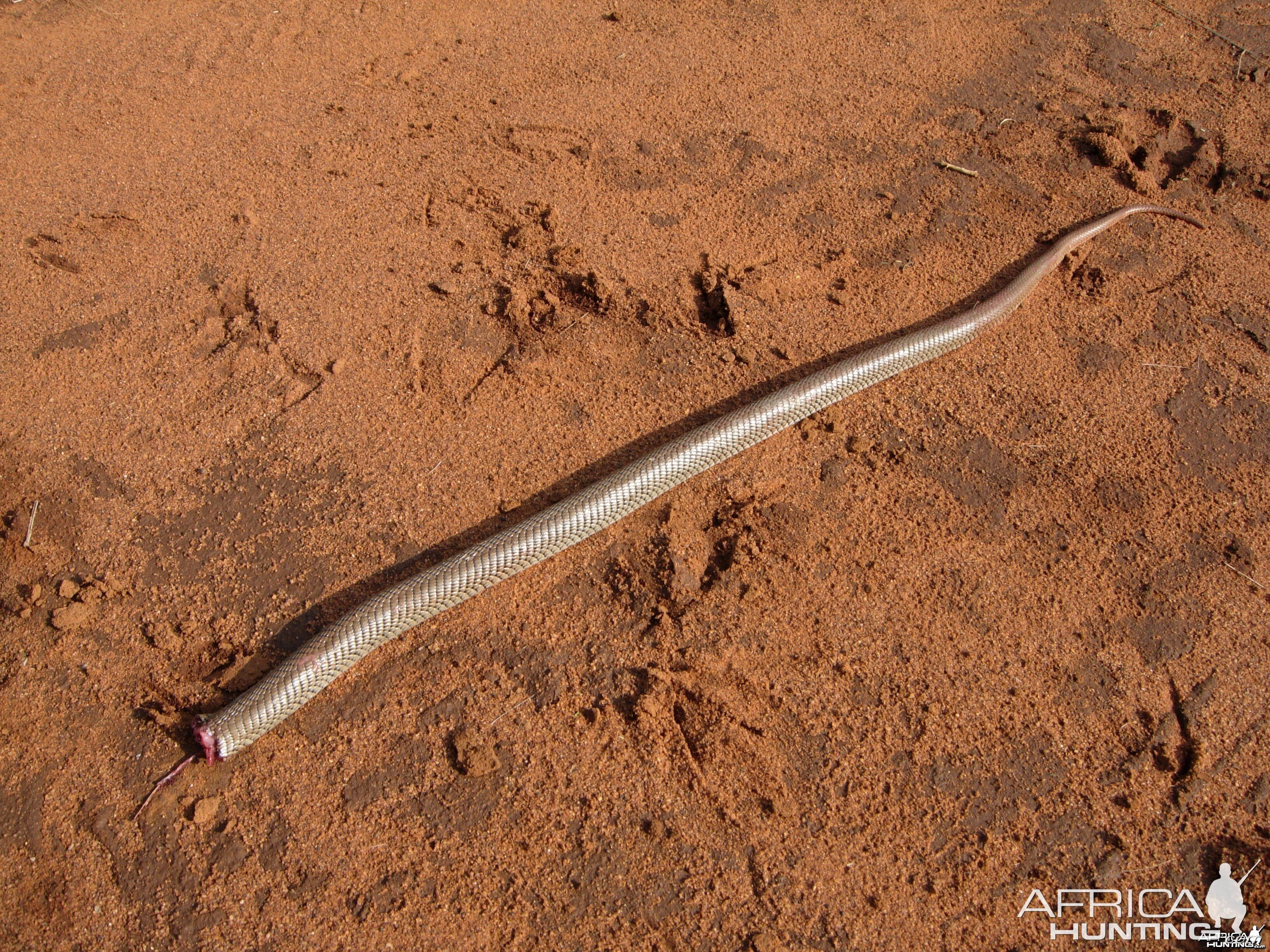 The good half of a Cobra