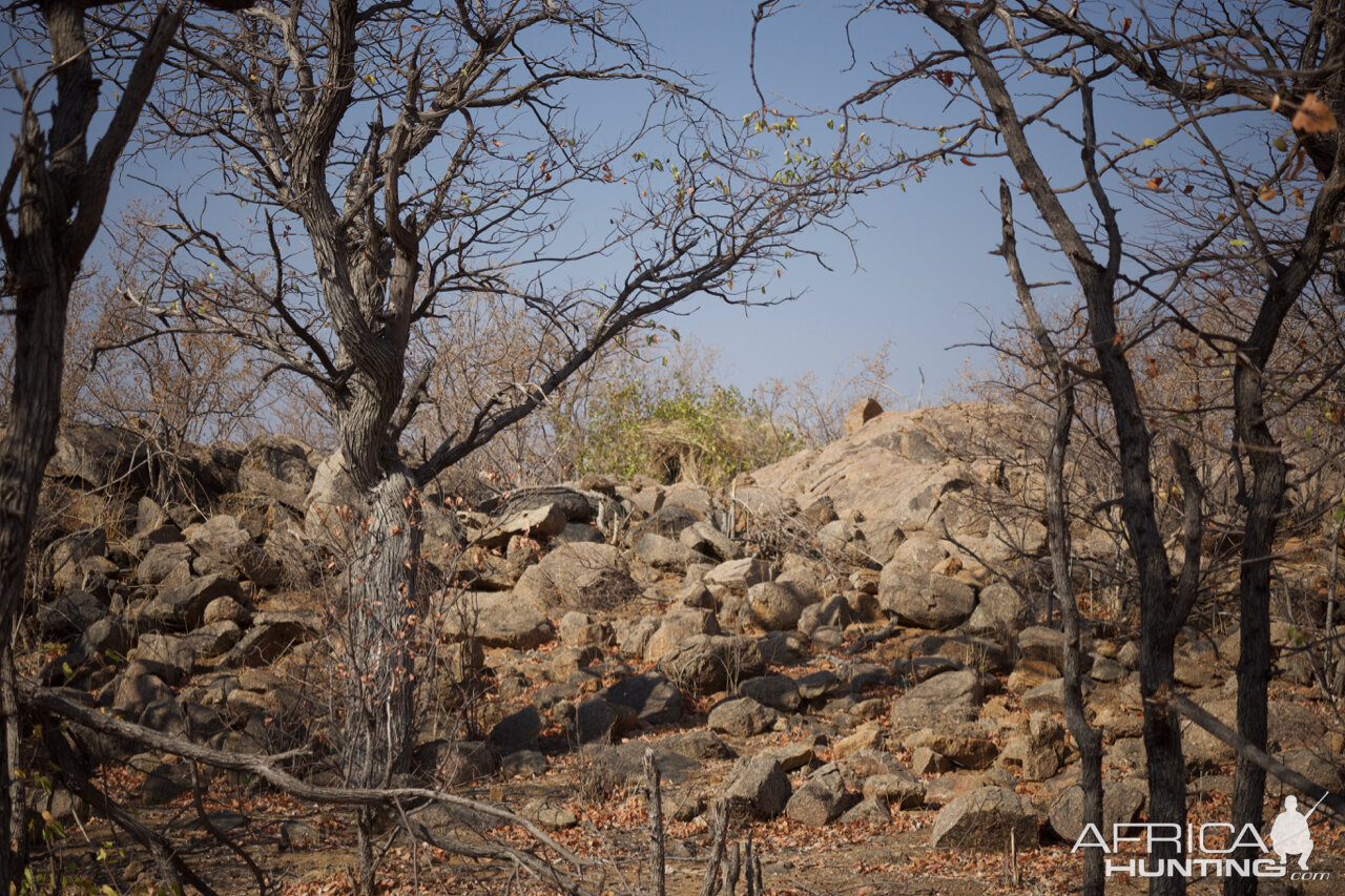 The Leopard blind