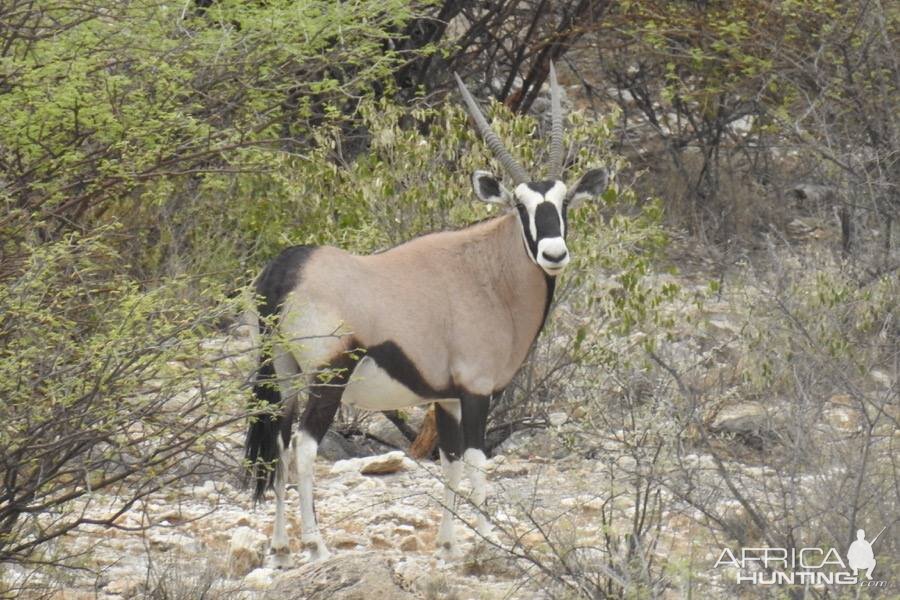 The magnificent Oryx or Gemsbok