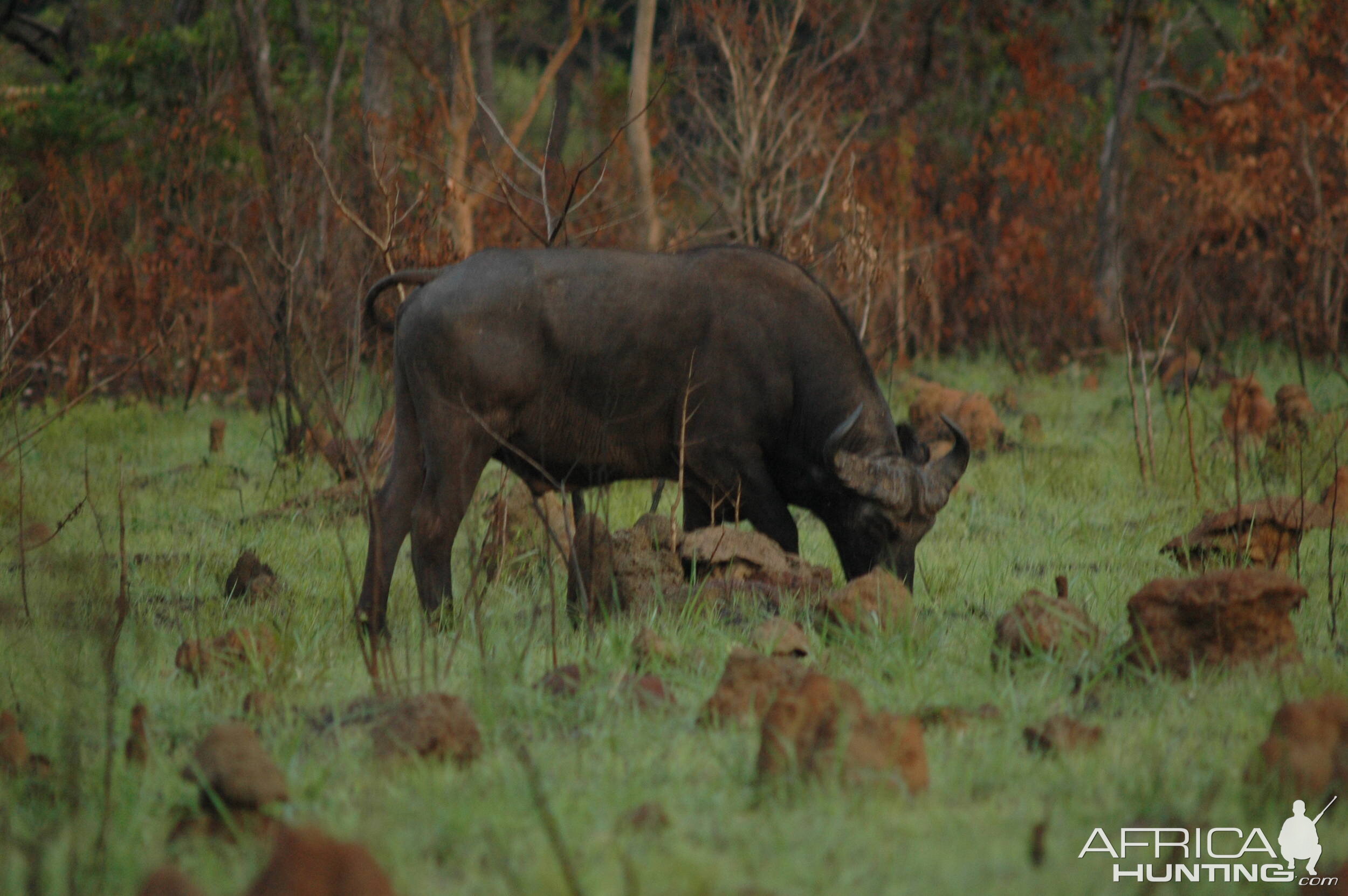 The old bull feeding