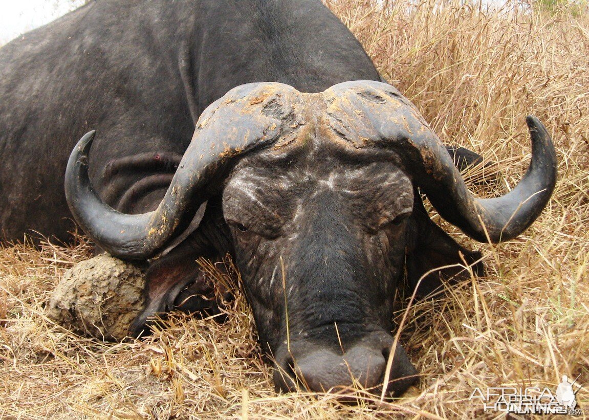 The old bull with smooth horns and deep curls... Tanzania