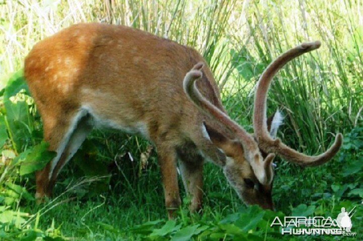 The Sangai (Cervus eldi eldi), Indian Bow-Antlered Deer from Southeast Asia