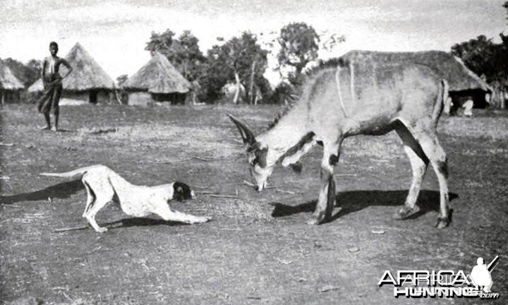 Theodore Roosevelt, a domesticated young male eland at Meru