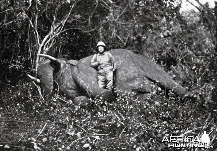 Theodore Roosevelt, the dead tusker