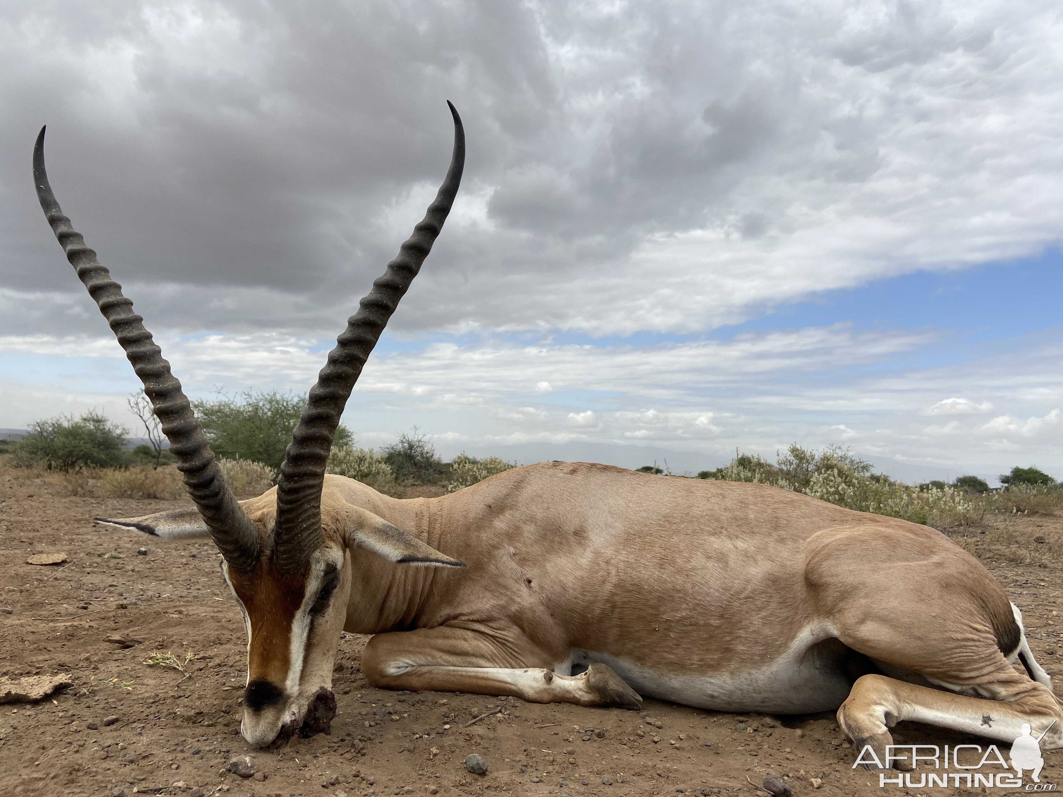 Thompsons Gazelle Hunt Tanzania