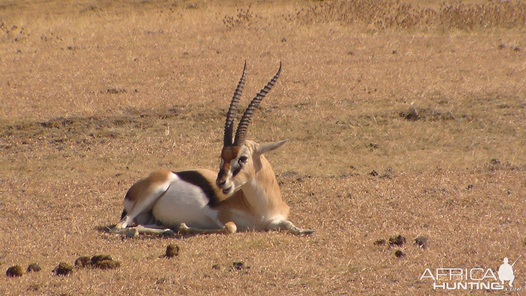 Thompson's Gazelle Tanzania