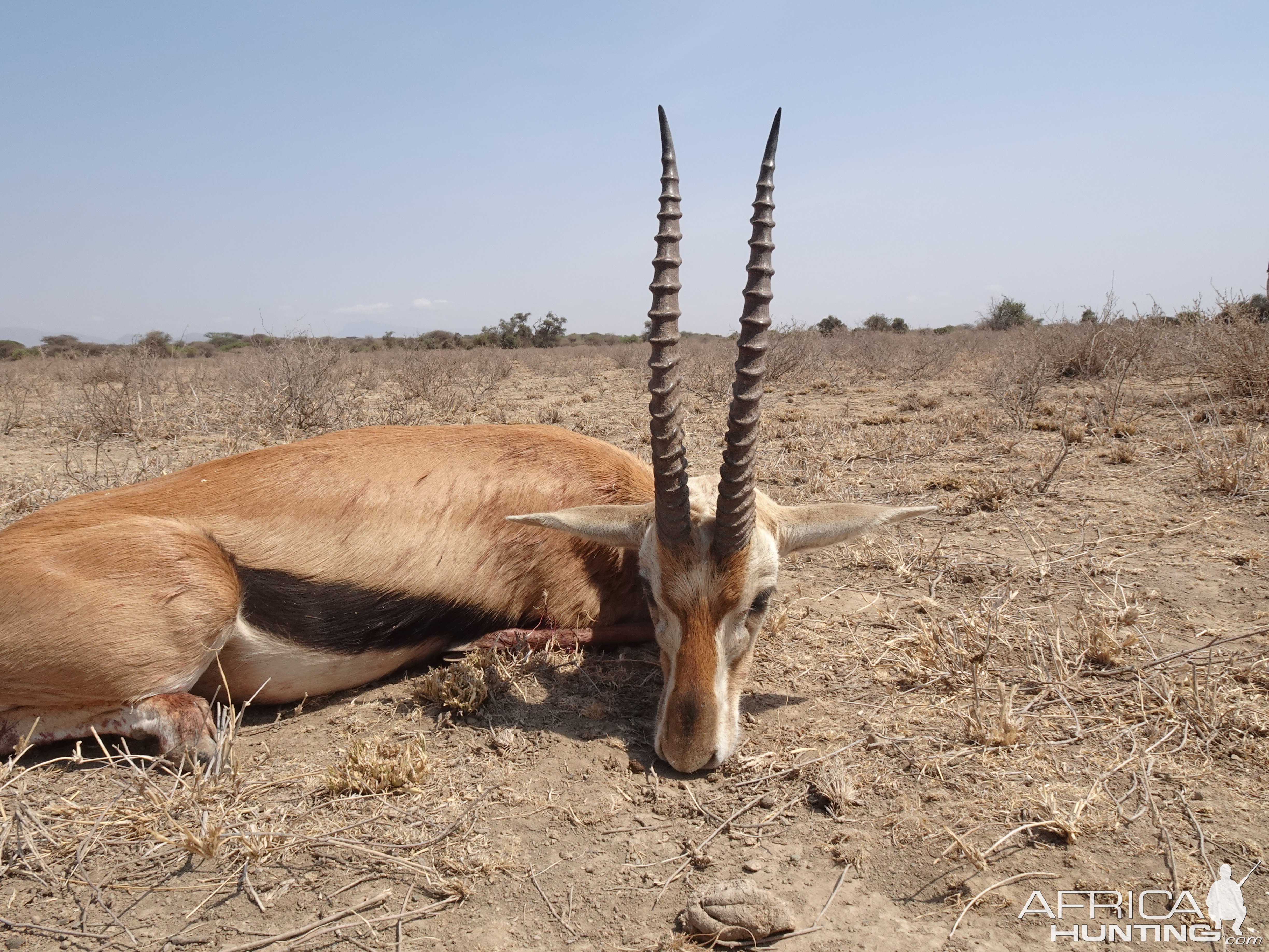 Thomson Gazelle Hunt Massailand