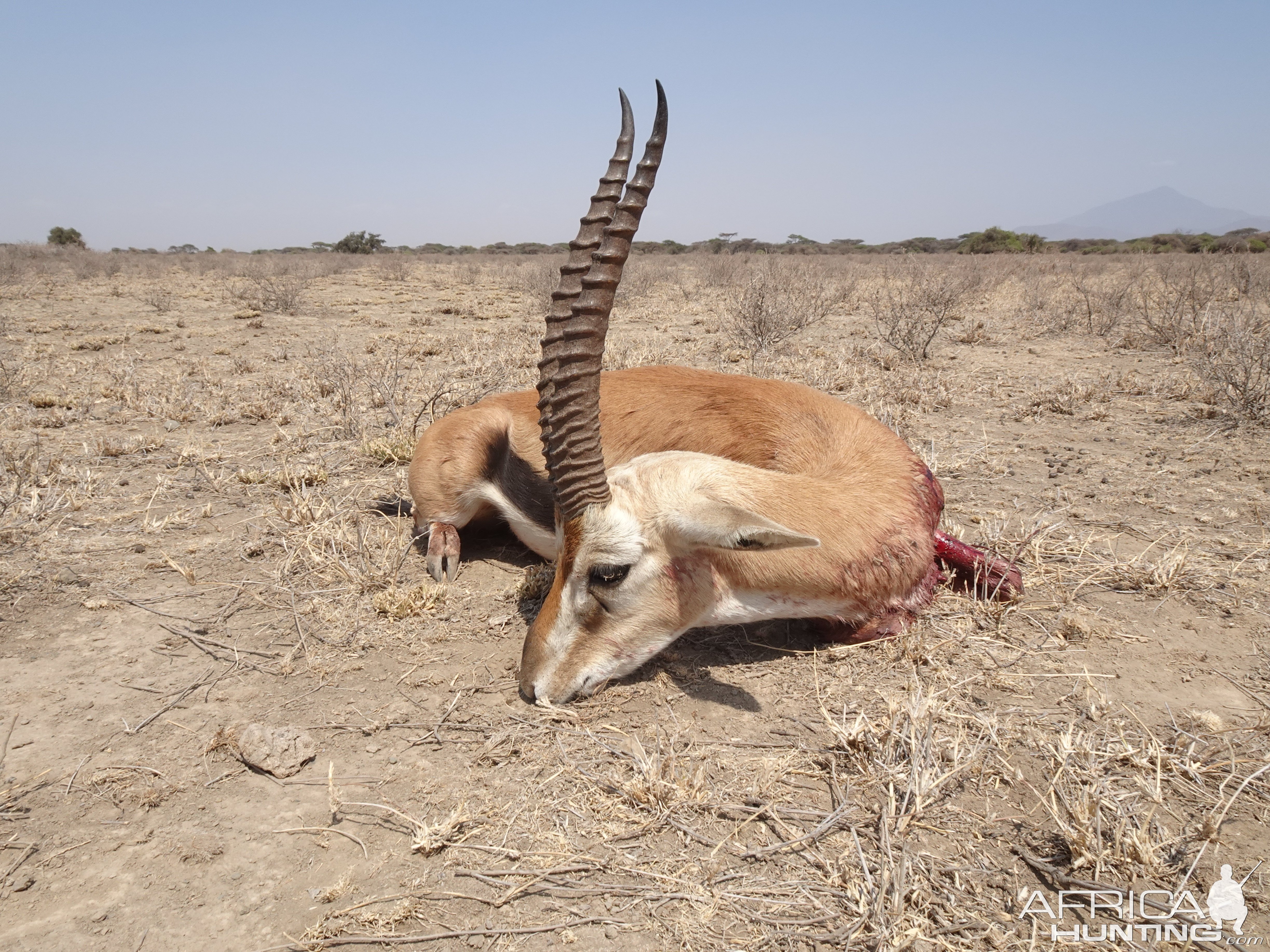 Thomson Gazelle Hunt Massailand