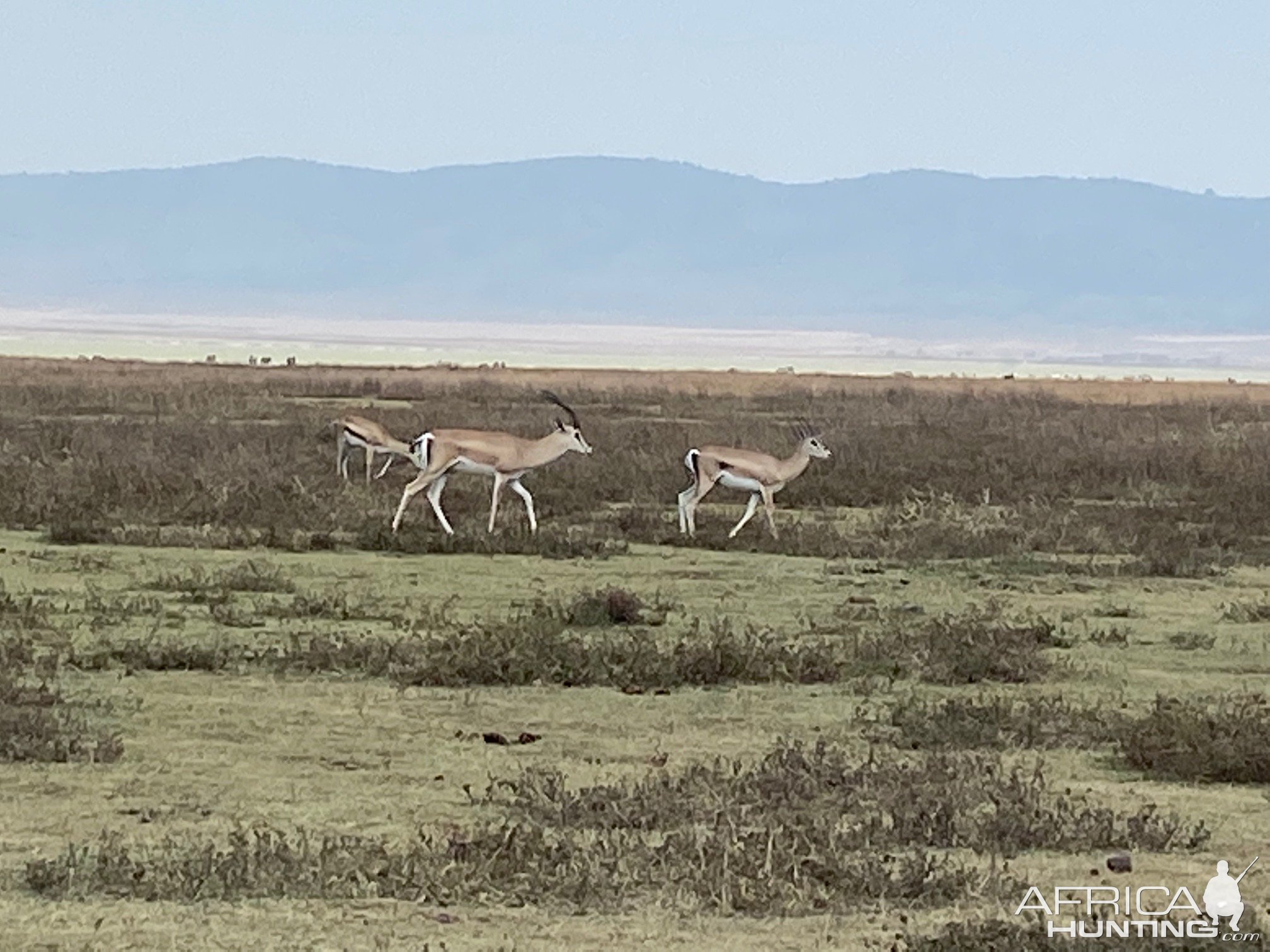 Thomson's Gazelle Ngorongoro Crater North Tanzania